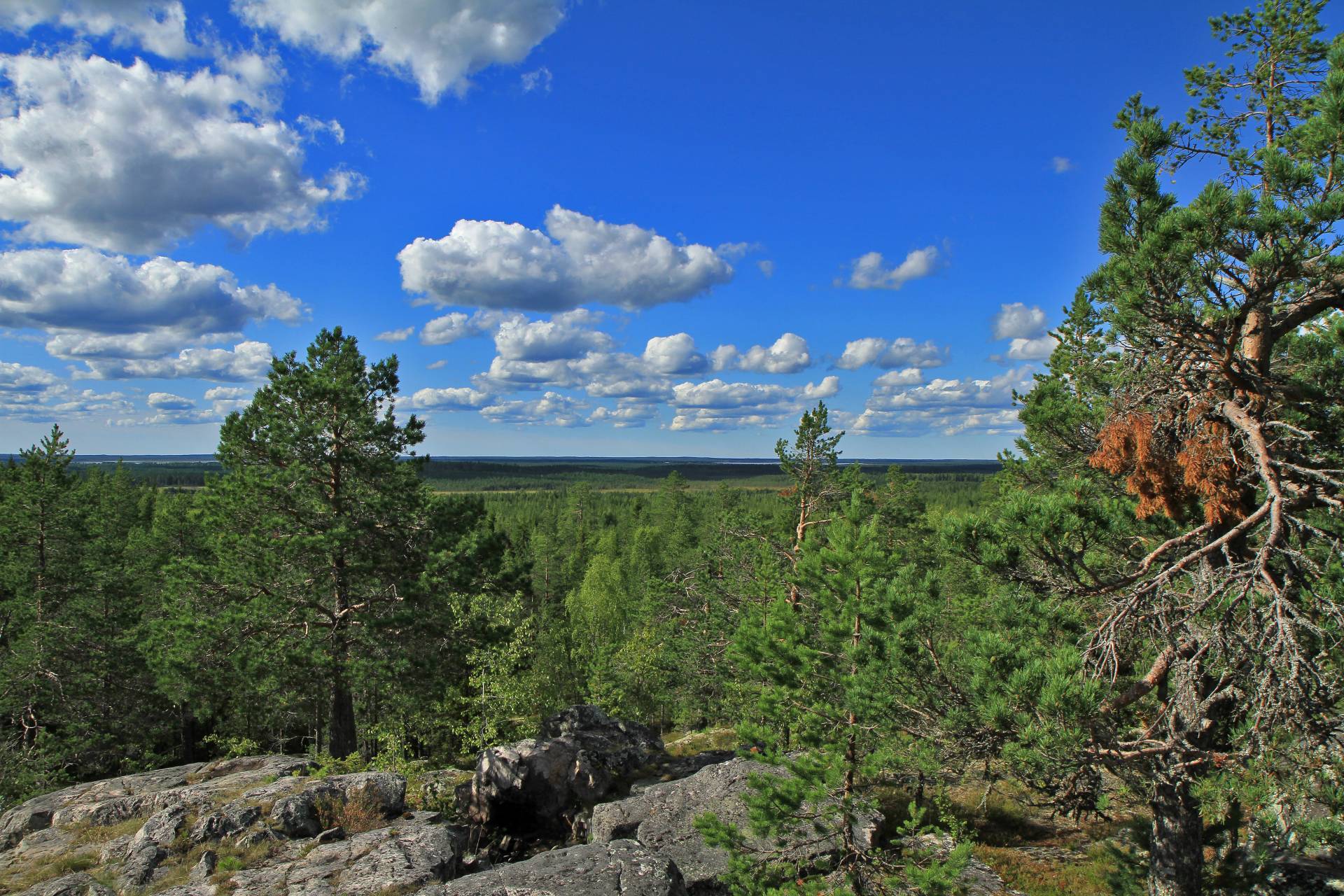 Maisema