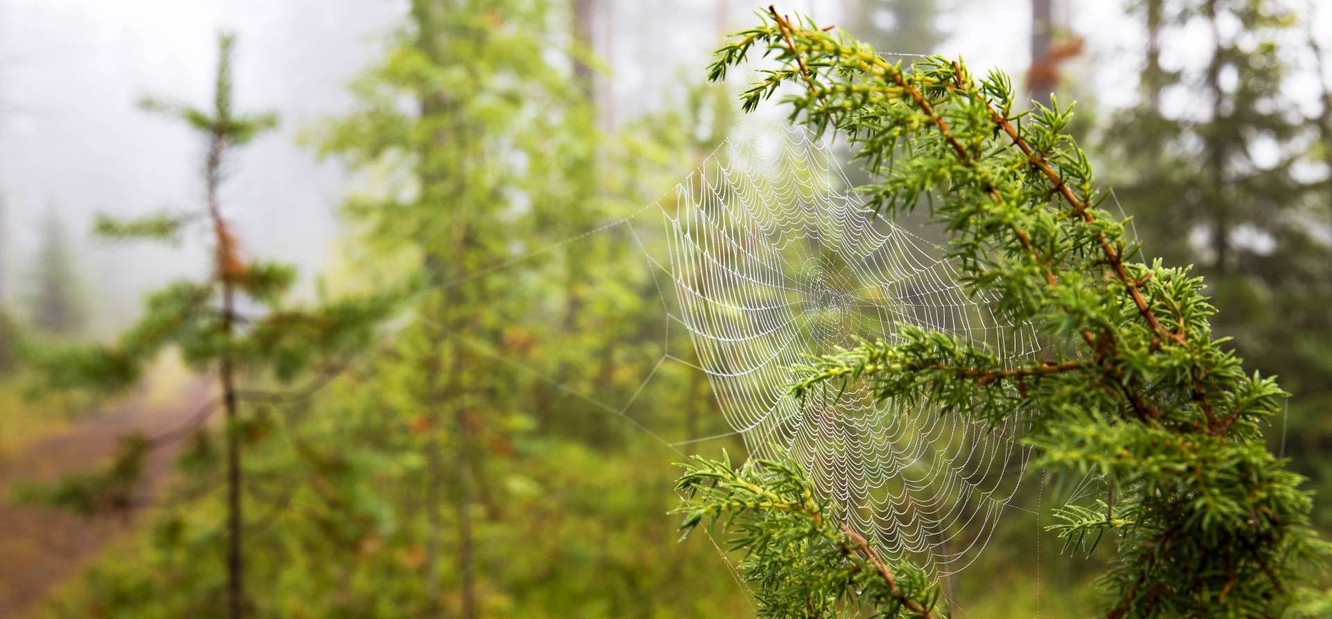 Hämähäkin verkko metsässä.